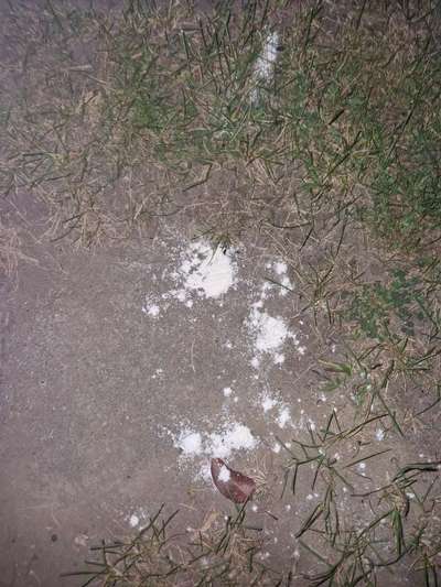 Giftköder-Volkspark Prenzlauer Berg Weißes Pulver-Bild