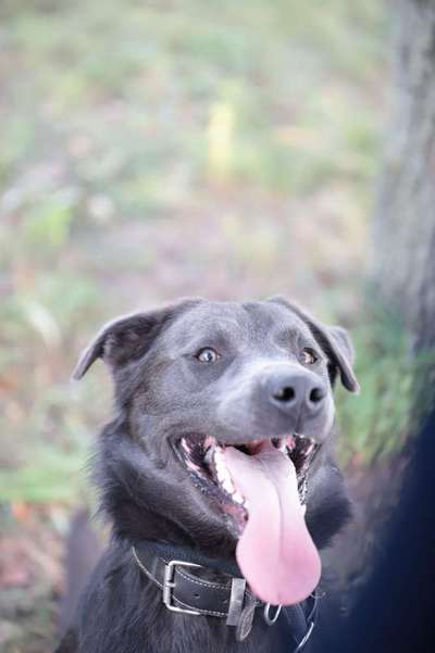 Hundetreffen-Spielen und Toben-Bild