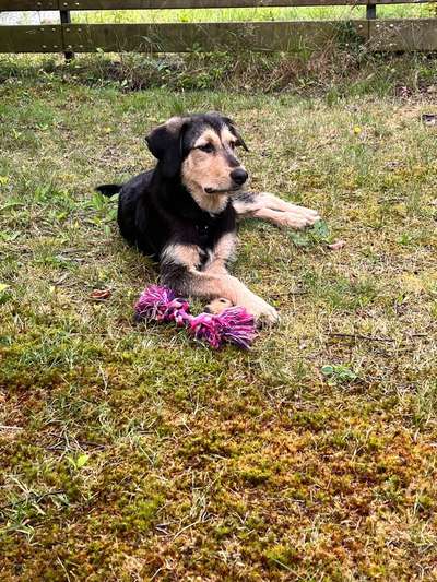 Hundetreffen-Will gerne spielen-Bild