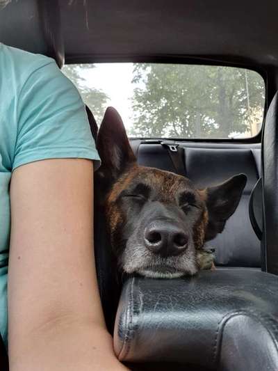 Die Dogorama Wochen Challenge-Beitrag-Bild