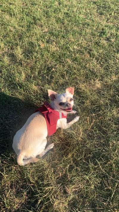 Hundetreffen-Kleinhunde-Treffen (Chihuahuas, Zwergspitze, Yorkis & Co)-Bild