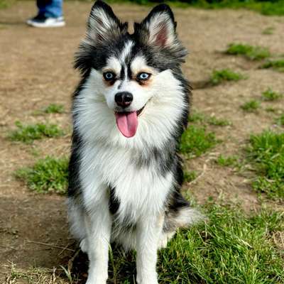 Hundetreffen-Spielen und Spazieren gehen 🐕🐕🌳🌾-Bild