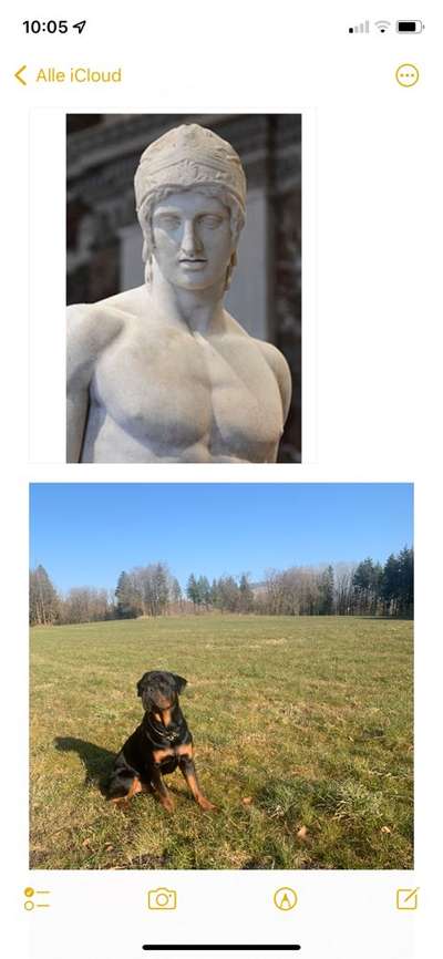 Wie heißt dein Hund?-Beitrag-Bild