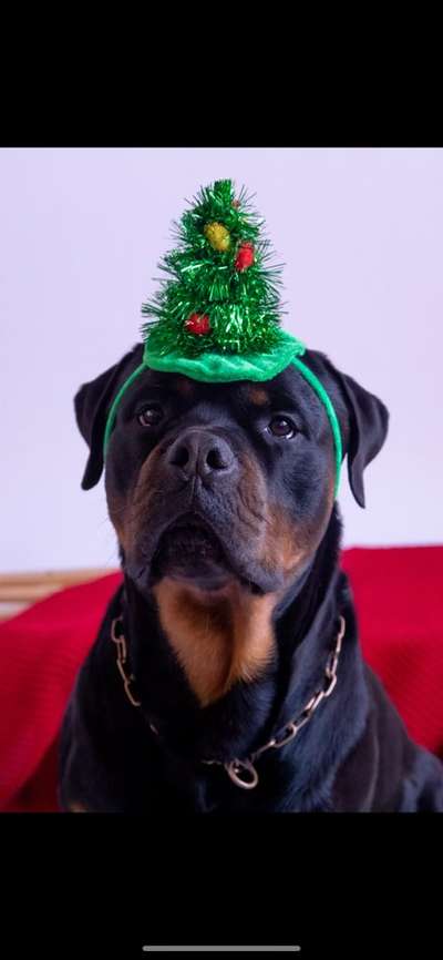 Dogorama Photo Challenge - Hundeblick zum hinschmelzen-Beitrag-Bild