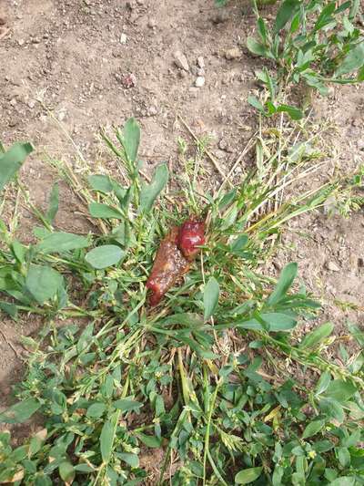 Blut im Kot-Beitrag-Bild