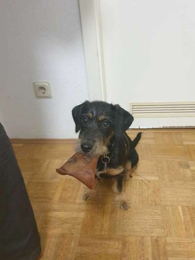 CHALLENGE NR. 19 - Der Hundeblick-Beitrag-Bild