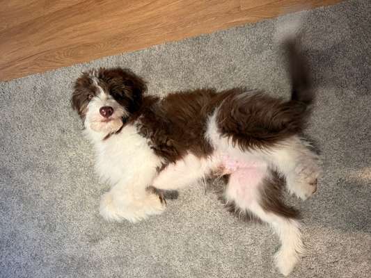 Hundetreffen-Playdate for a 5-month Aussie-doodle-Bild