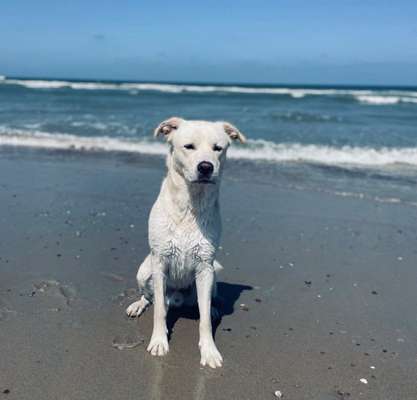 Hundetreffen-Spazieren gehen und toben 🐕🐾-Bild