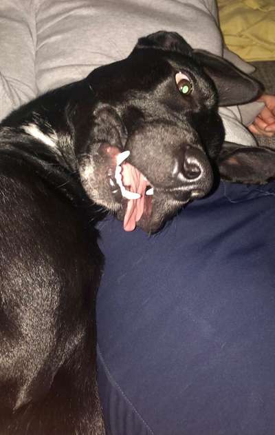 Lustigsten Grimassen von euren Hunden-Beitrag-Bild