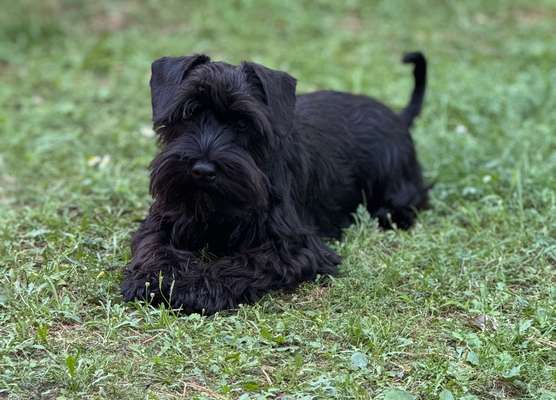 Hundetreffen-gemeinsame Spaziergänge und Spielzeit/ Welpen und Junghunde / kleine Hunderassen-Bild