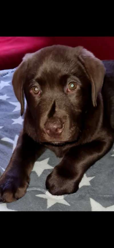 Rote Augen-Beitrag-Bild