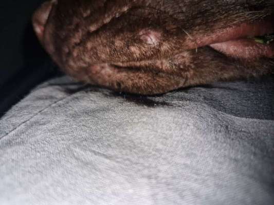 Hund hat Pickel-Beitrag-Bild