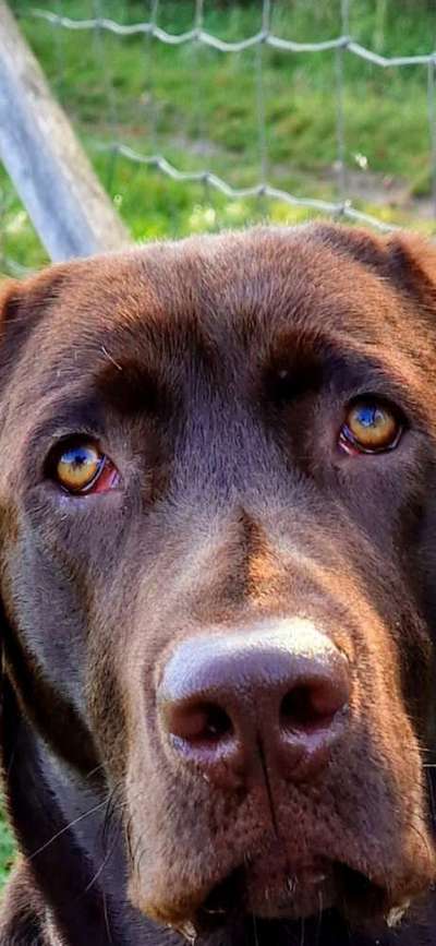 Rote Augen-Beitrag-Bild