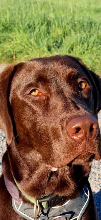 Rote Augen-Beitrag-Bild