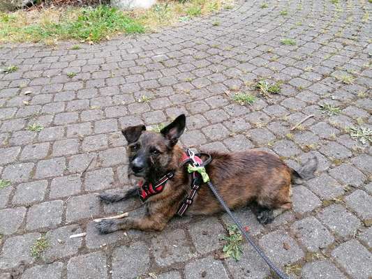 wo sind die Dackelfreunde-Beitrag-Bild