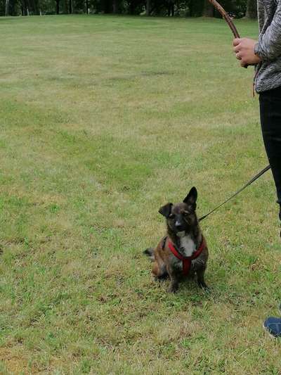 wo sind die Dackelfreunde-Beitrag-Bild