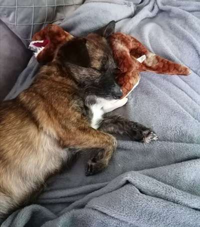 🐾Vermenschlichung🐾-Beitrag-Bild