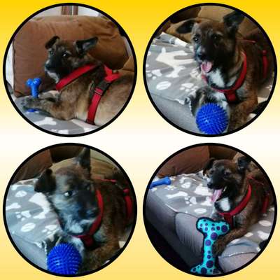 Mischlingshunde Foto Aufruf-Beitrag-Bild