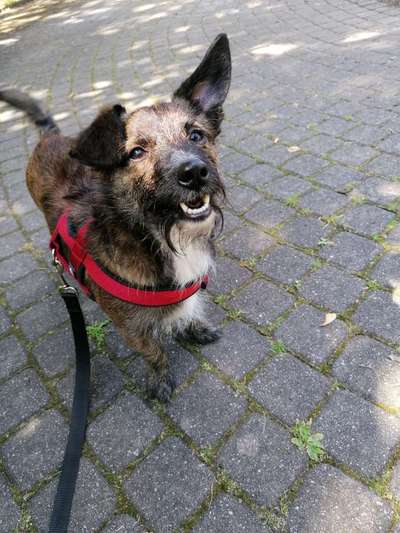 CHALLENGE NR. 19 - Der Hundeblick-Beitrag-Bild