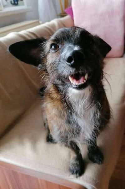 Fotochallenge Nr. 47 - Zeigt die Zähne-Beitrag-Bild