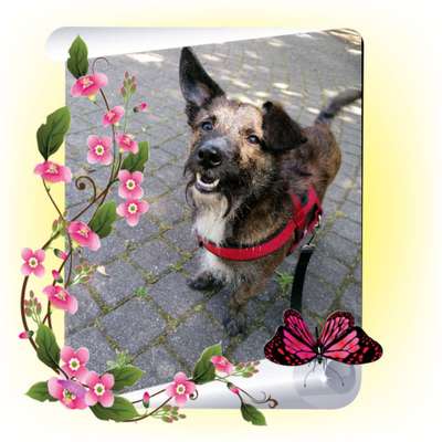 Die Dogorama-Wochen-Challenge "Die schönste Grimasse"-Beitrag-Bild