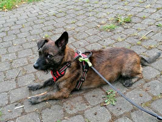 Mischlinge raten - Rätselspaß-Beitrag-Bild