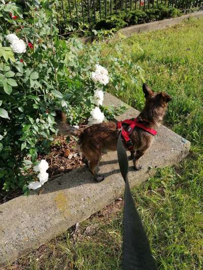 Die wunderschöne Welt mit Hund.-Beitrag-Bild