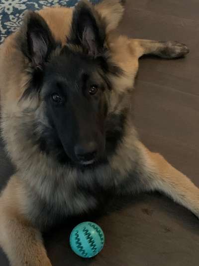 eure Junghunde 🐶🥰-Beitrag-Bild