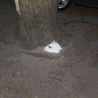 Giftköder-Weißes Pulver am Baum-Bild