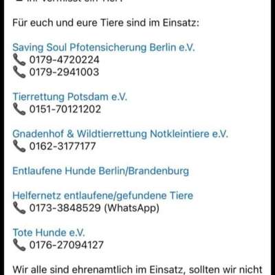 🎆🚫 Silvesterverbot in den Niederlanden! Was denkst du darüber?-Beitrag-Bild