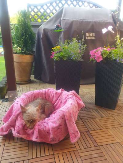 Die Dogorama Monats Challenge "Es grünt und blüht"-Beitrag-Bild