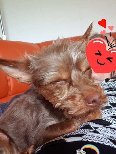 Fotochallenge 32 - Mein Schoßhündchen-Beitrag-Bild