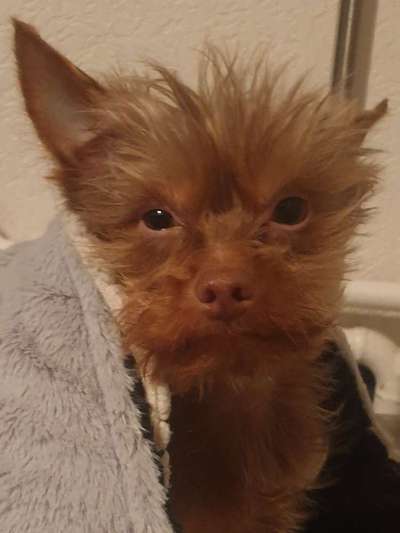 Postet das beste Foto von euren 4 beinern-Beitrag-Bild