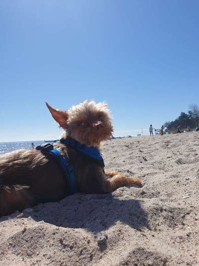 Handy Fotochallenge Nr. 52: Dein Hund mit blauem Himmel-Beitrag-Bild