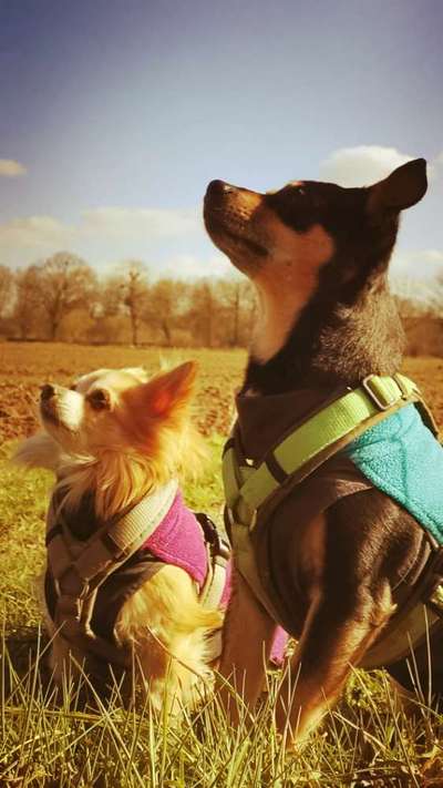 Hundetreffen-Spaziergangs und Tobe runde-Bild