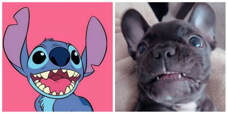 Französische Bulldoggen-Beitrag-Bild