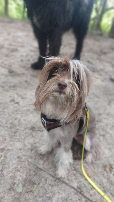 PBGV und Chinese Crested-Beitrag-Bild