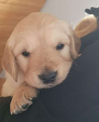 Welpen Bilder !-Beitrag-Bild