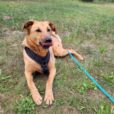 Hundetreffen-Gemeinsamer, kontrollierter Spaziergang-Bild