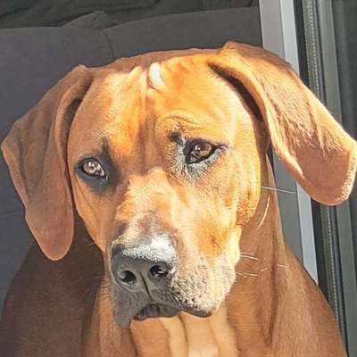 Rhodesian Ridgeback-Beitrag-Bild