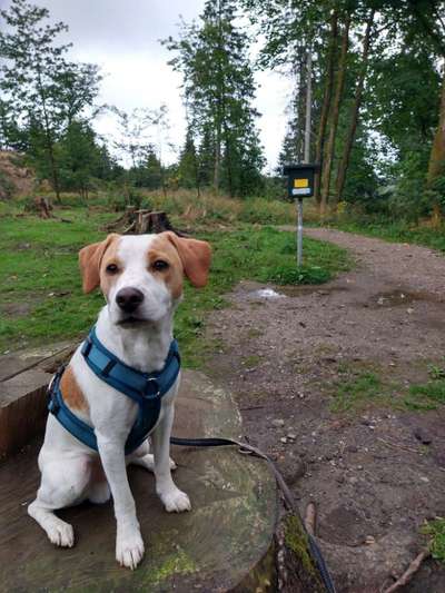 Dansky (Dansk-Svensk Gårdshund)-Beitrag-Bild