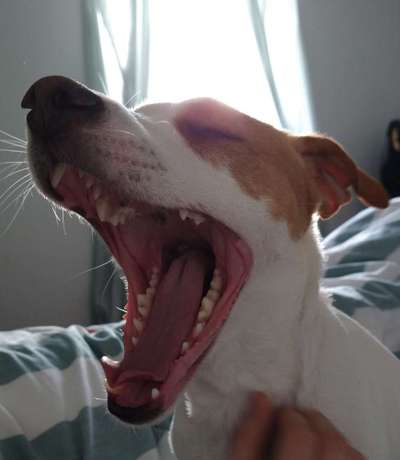 Dansky (Dansk-Svensk Gårdshund)-Beitrag-Bild