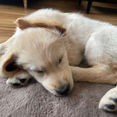 Hundetreffen-Welpentreffen in Wetter / Witten / Herdecke-Bild
