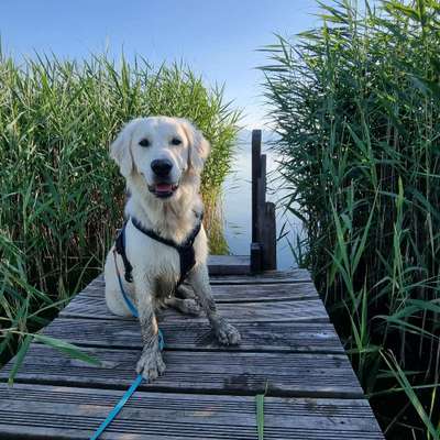 Hundetreffen-Junghunde-Treffen / gemeinsames Spazierengehen-Bild