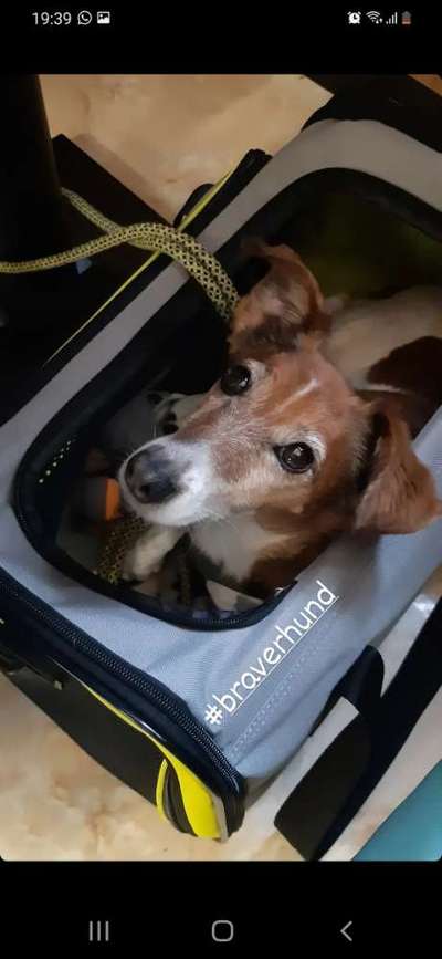 Gehören Hunde ins Restaurant?-Beitrag-Bild