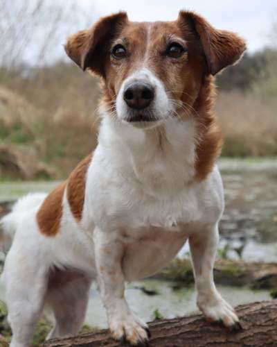 Jack Russell Terrier-Beitrag-Bild
