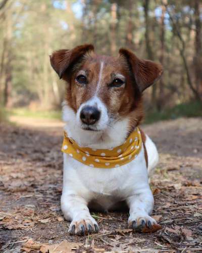 Jack Russel Dackel Mischlinge-Beitrag-Bild