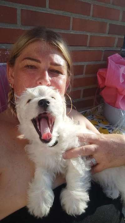 Hundetreffen-Welpentreffen in Neuenhaus-Bild