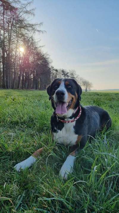 Weitere Große Schweizer Sennenhunde (oder andere große Rassen) hier?-Beitrag-Bild