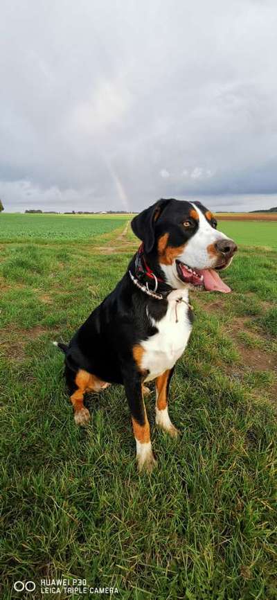 Berner Sennen-Beitrag-Bild